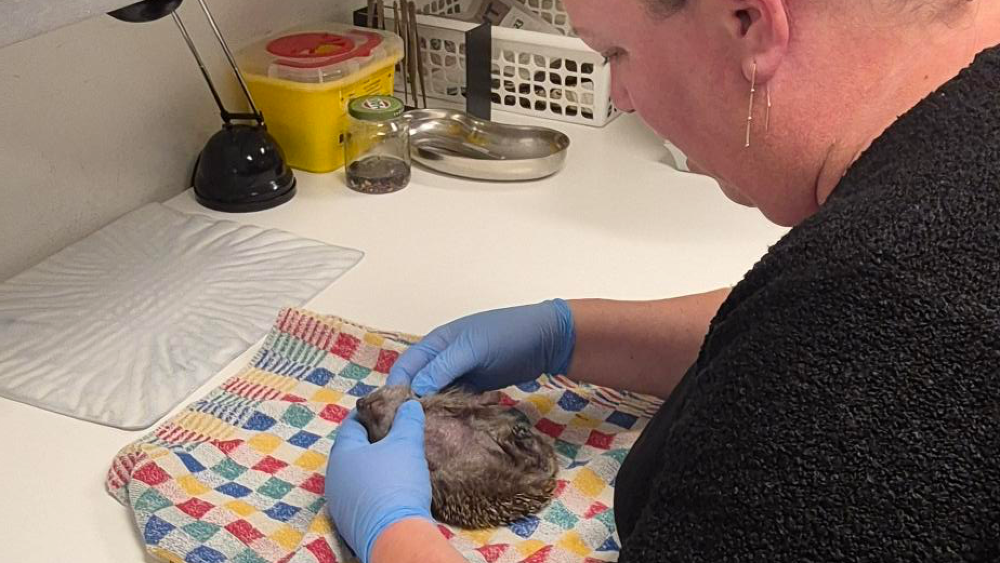 Drukte bij egelopvang in Huizen: egels zijn te mager