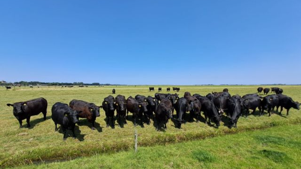 Themacafé: Het boerenleven in Eemnes
