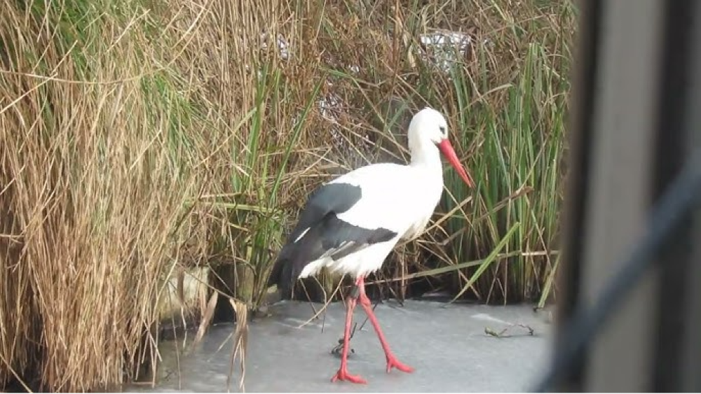 Ook in Ankeveen trotseert een deel van de ooievaars de Hollandse winter