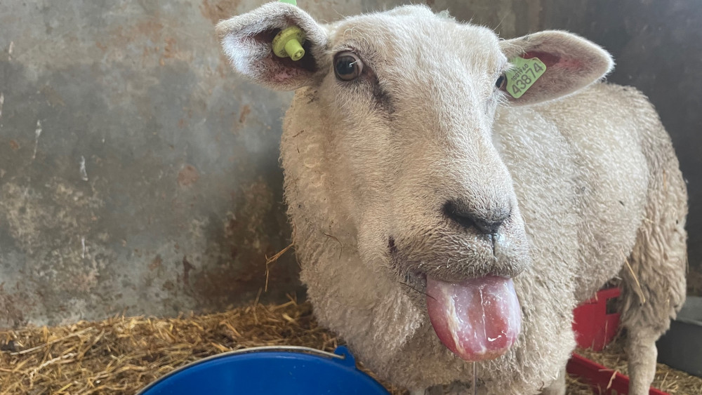 Goois Natuurreservaat nu ook getroffen door blauwtongvirus: meerdere dode schapen