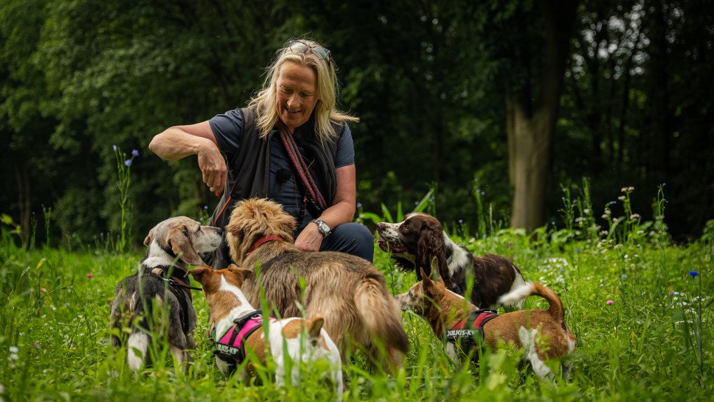 Groepen honden definitief verbannen uit Gooise natuur: "Moet nu naar Almere"