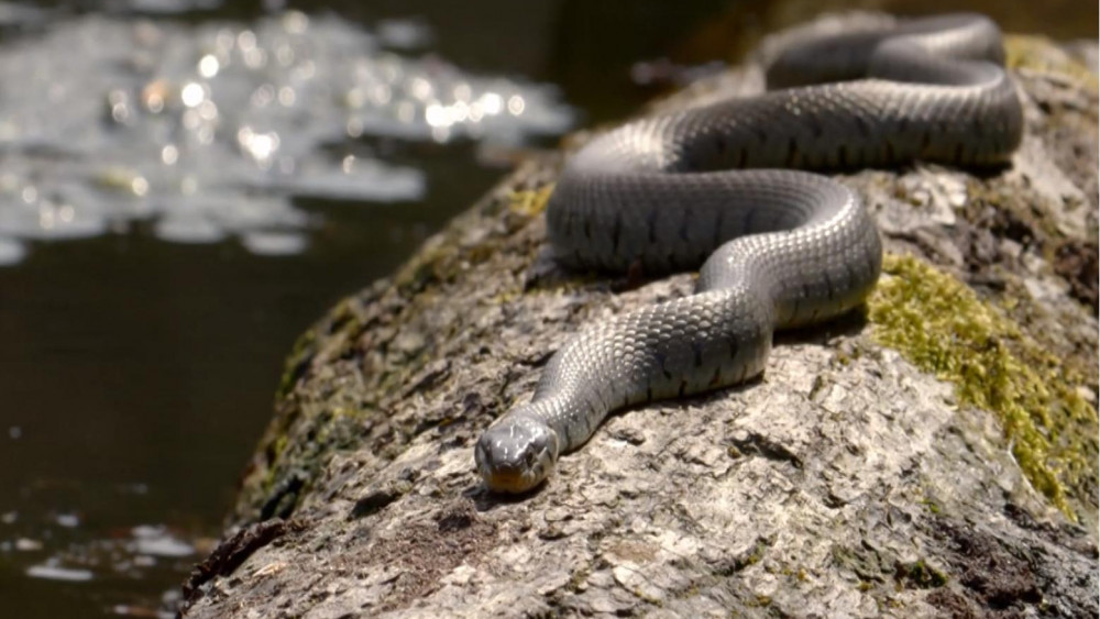 Dodelijke slangenschimmel gevonden in Naardermeer: zo help je verspreiding te voorkomen