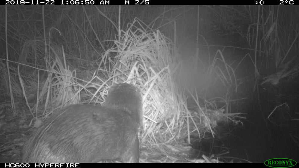 Otter gefotografeerd in het Naardermeer