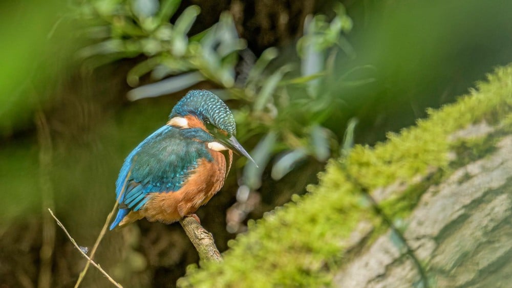 Thijn Westermann strijdt al jaren voor meer biodiversiteit in Muiderberg