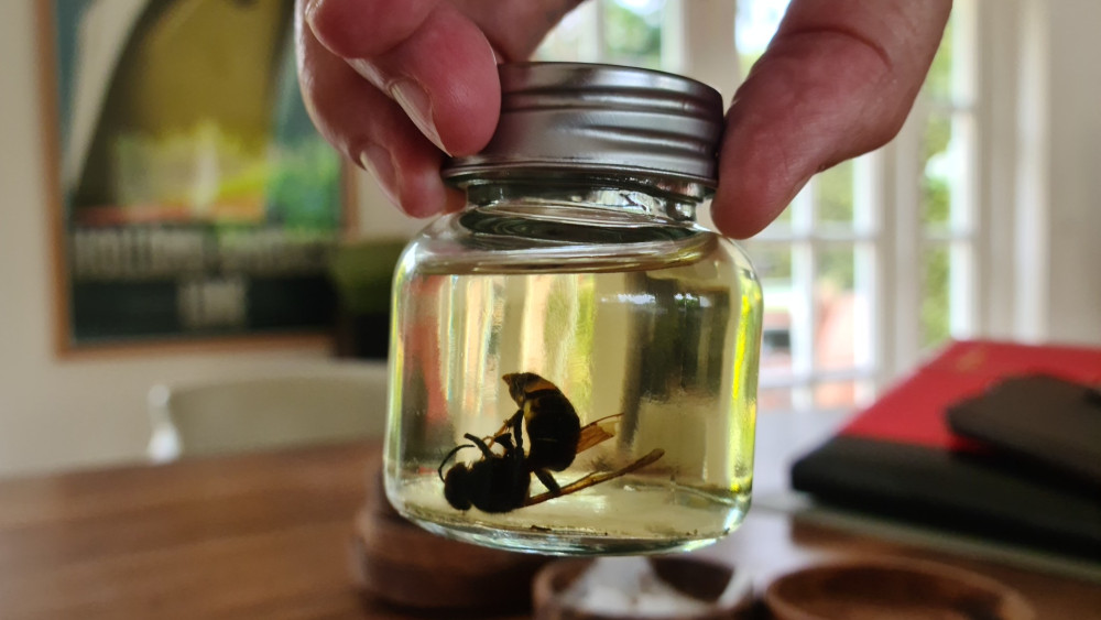 De strijd is verloren: de Aziatische hoornaar is geland in 't Gooi