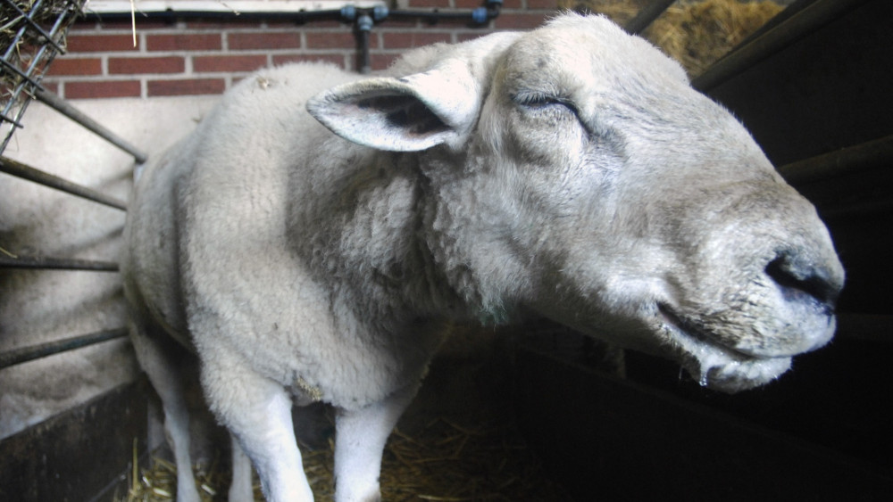 Blauwtongvirus opgedoken op schapenboerderijen in 't Gooi