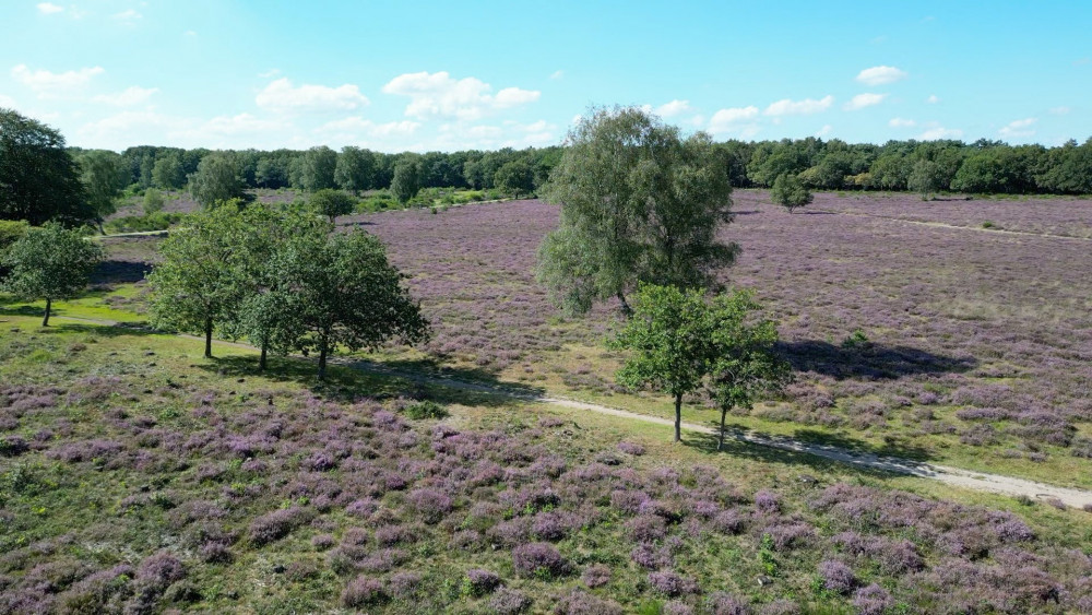 Dit moet je zien: Gooise heide bloeit en kleurt weer fel paars