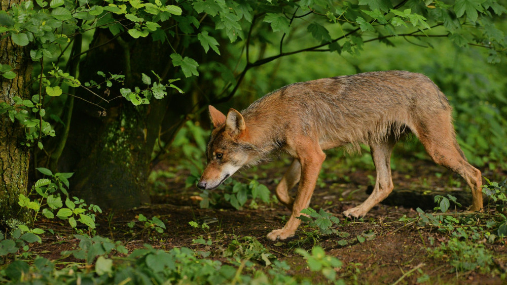 Wolf gesignaleerd in 't Gooi, Natuurreservaat extra alert