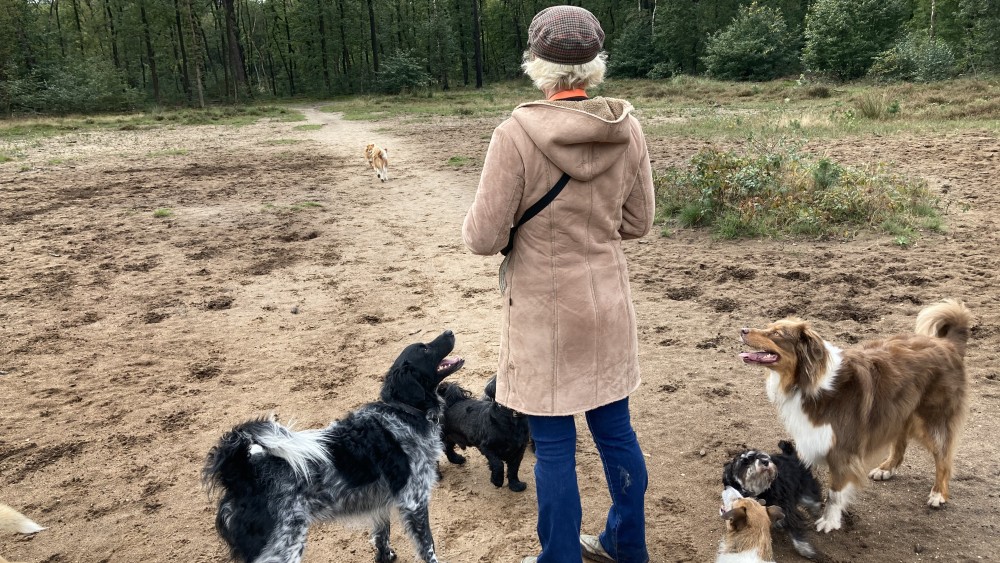 Hondenuitlaatservices laten zich niet zomaar wegjagen uit Gooise natuur en starten petitie