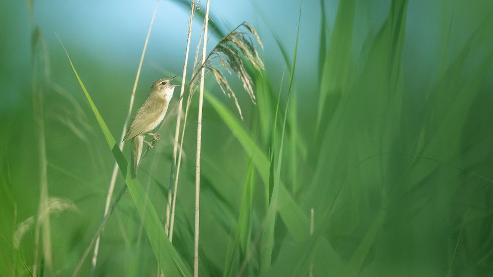 Op toer door 't Gooi met fotograaf Arie van den Hout