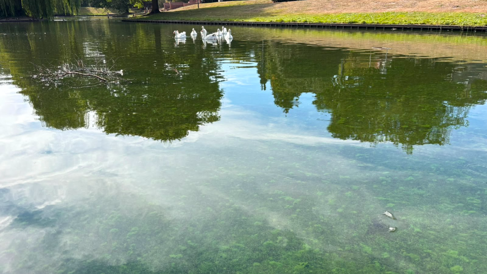 Blauwalg is zichtbaar in het water