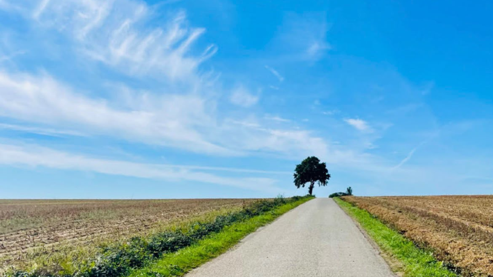 De boom langs de weg waar Iemke de 1000 kilometer bereikte