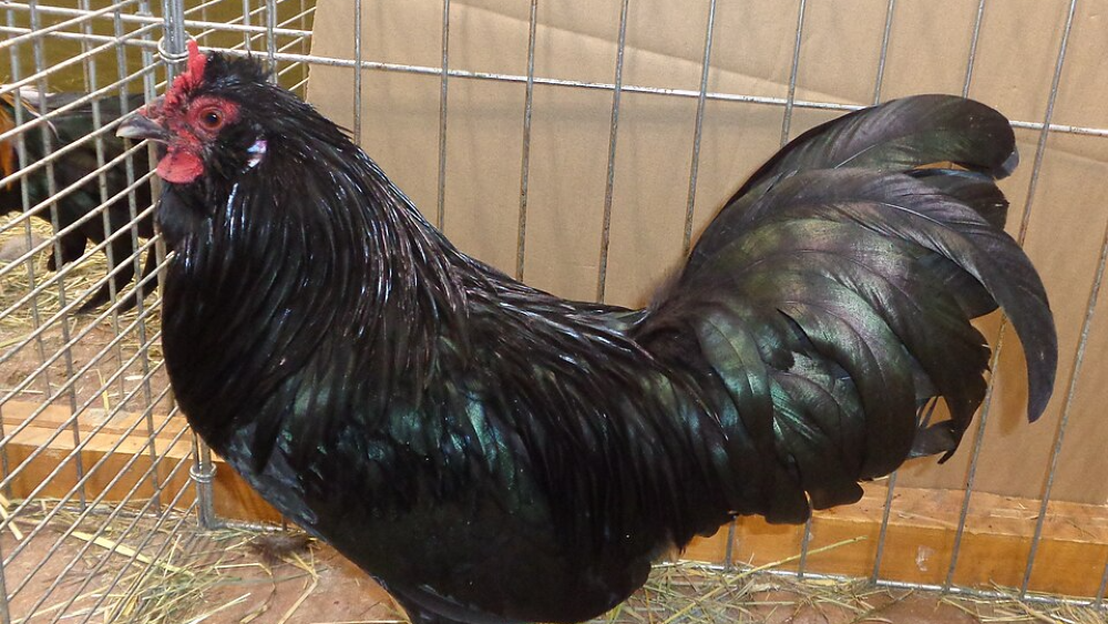 De Nederlandse uilebaard.