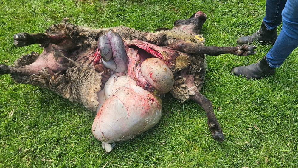 De schapen zijn flink toegetakeld.