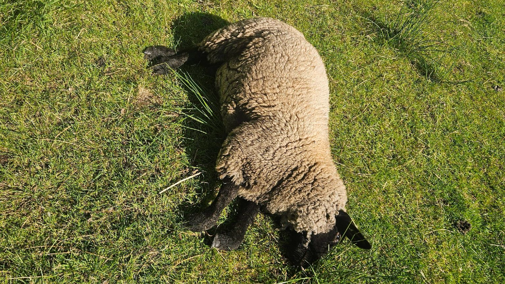 Een ander aangevallen schaap.