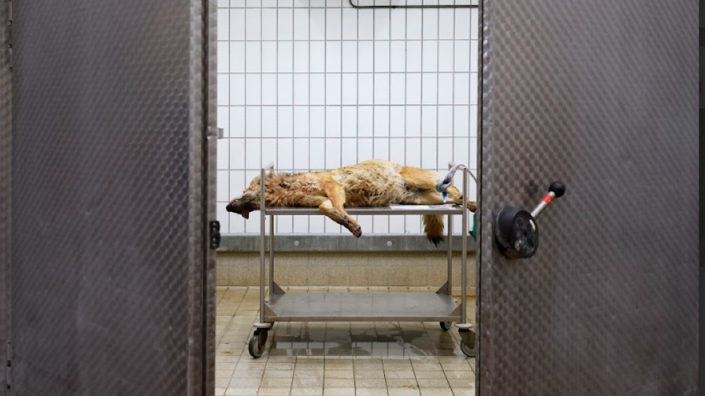 Eén van de genomineerden voor de Publieksprijs: Probleemwolf Bram.