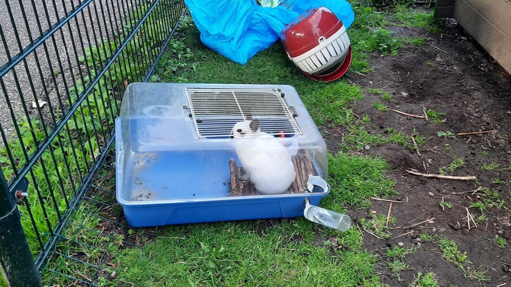 Konijn Nina met verdrietig afscheidsbriefje gedumpt bij kinderboerderij Nederhorst den Berg