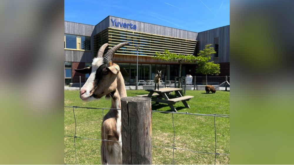 Geiten en schapen in de tuin van de school