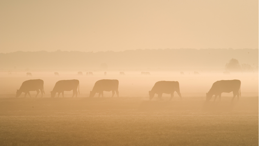 Grazende Koeien in de Eemlandpolder