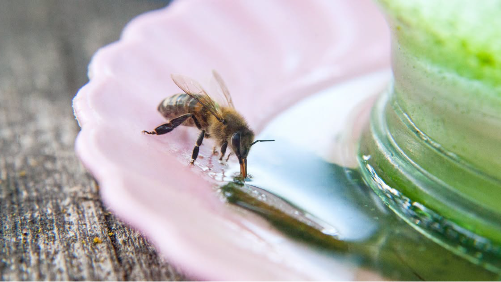 Help dieren drinken en afkoelen