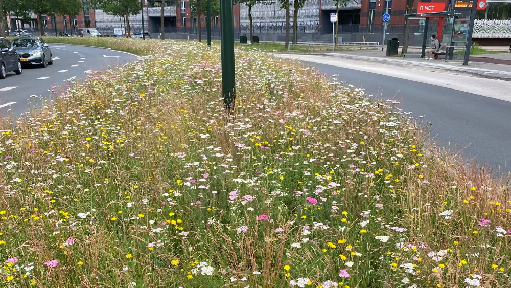 Het hoge gras in de berm.