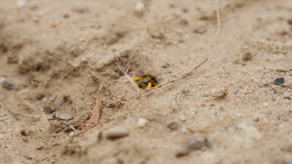 Pluimvoetbij gedijt extra goed in Gooise natuur na coronadrukte