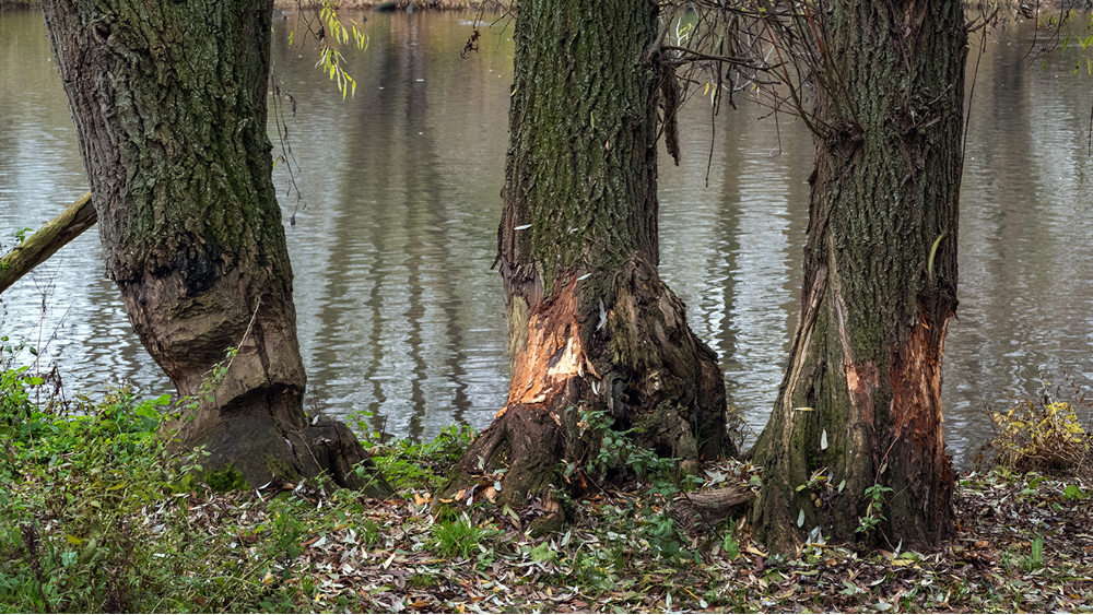 Knaagsporen van bevers