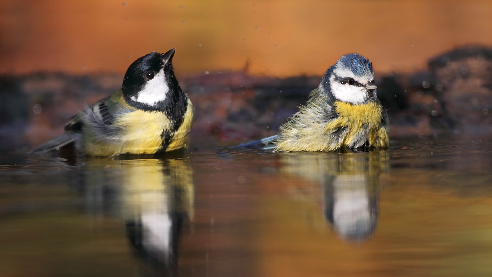Koolmees en pimpelmees nemen een bad