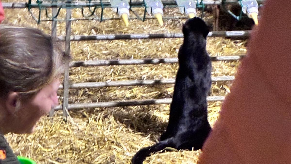 Niet alleen de lammeren genieten van de flesjes melk.