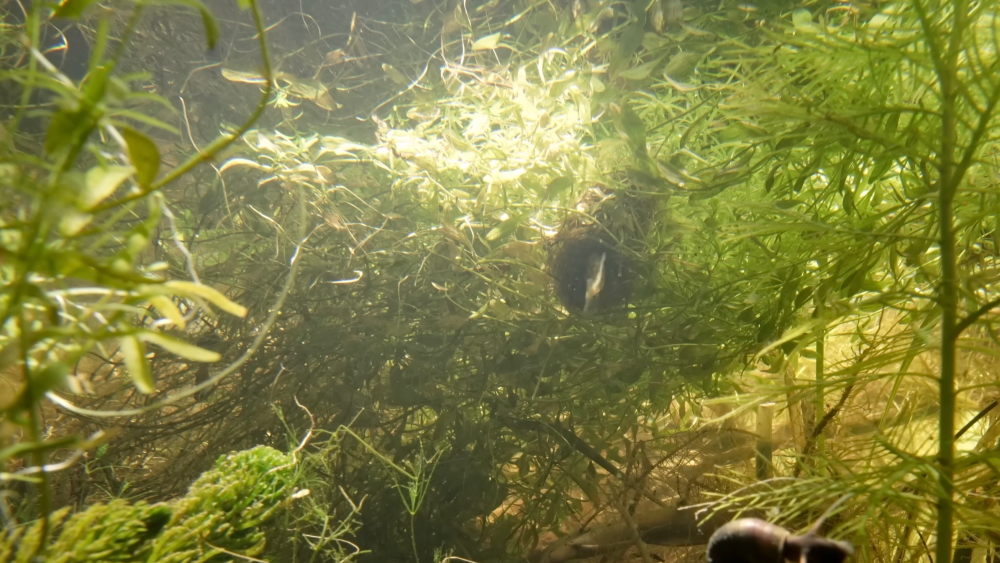 Biodiversiteit