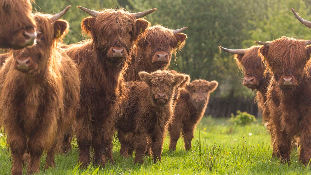 Schotse hooglanders