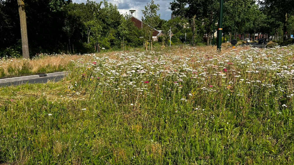 Sommige mensen vinden het jammer dat de mooie bloemen verdwijnen.