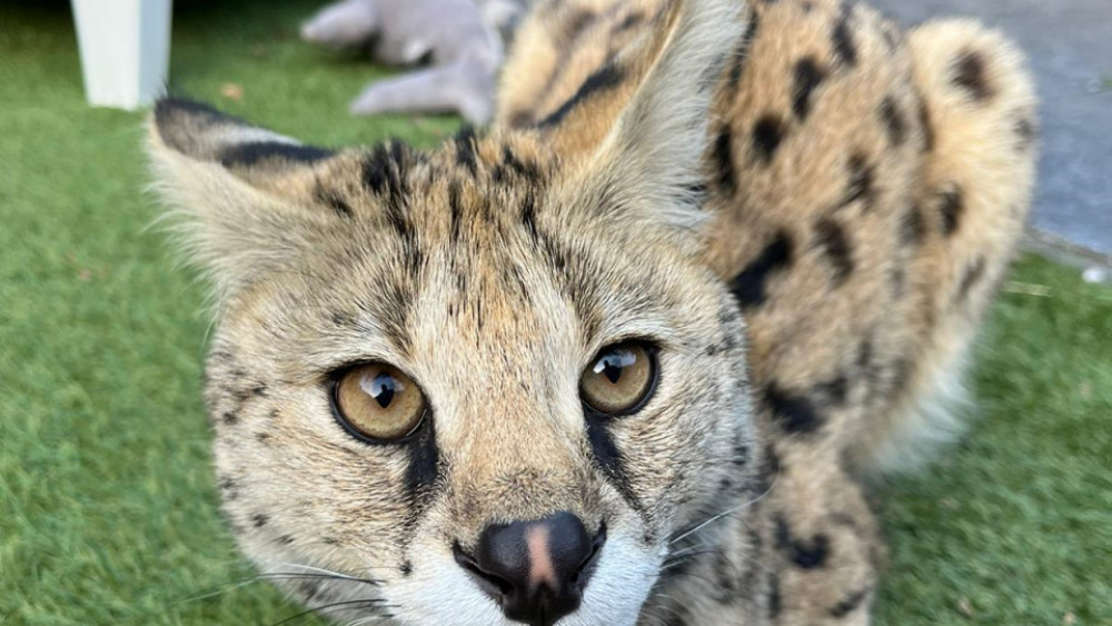 Serval vermist in Hilversumse Geuzenweg 'Ga niet zelf op zoek, maar als je haar ziet bel de dierenambulance'