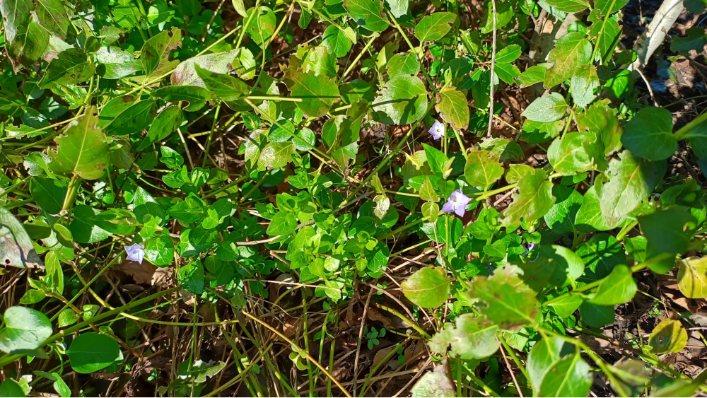 Voorzichtige bloei in de tuin.