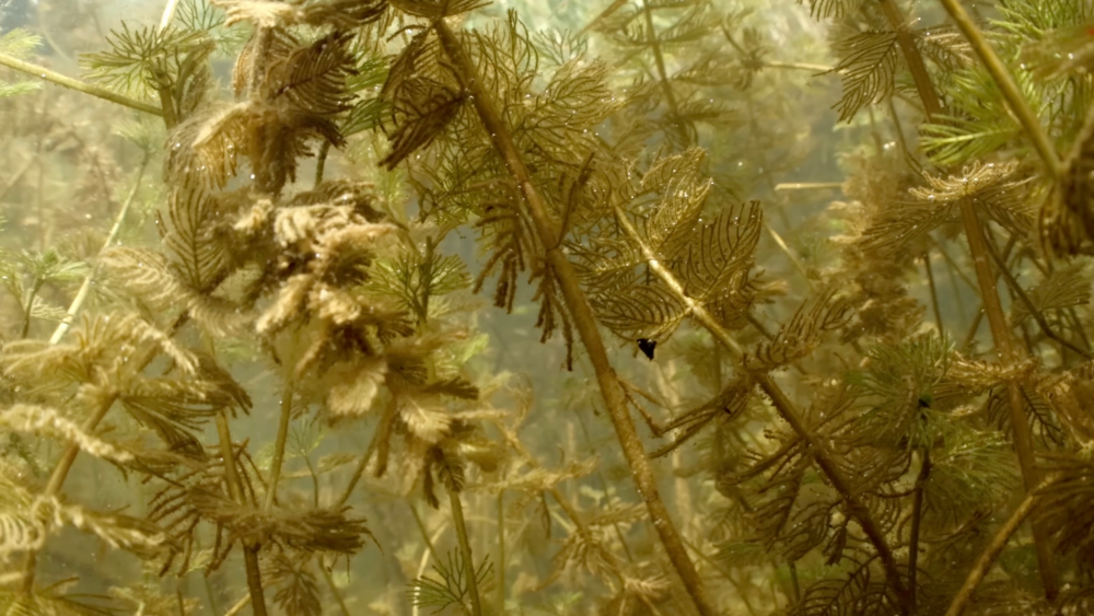 Waterplanten