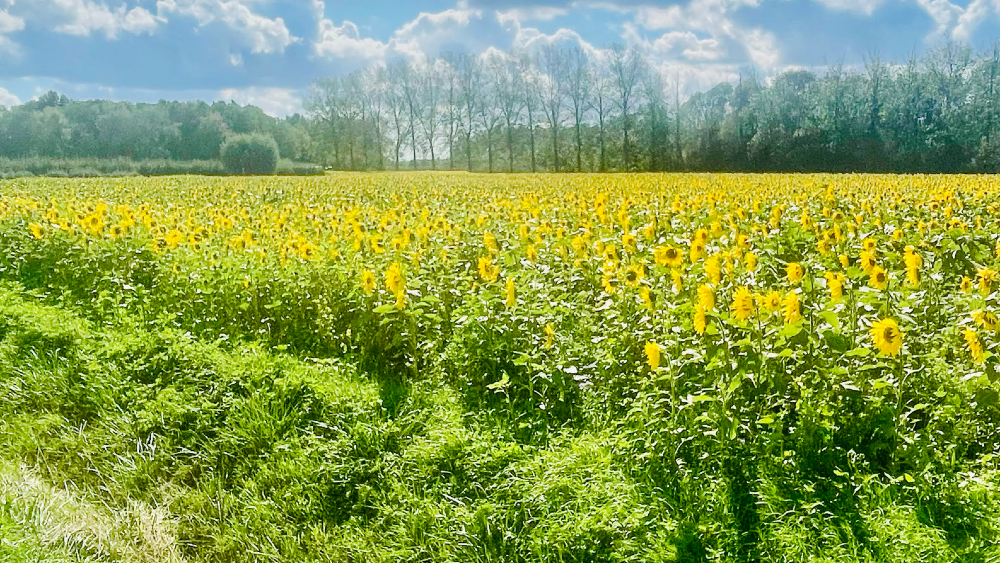 Zonnebloemen op het Vlaamse platteland